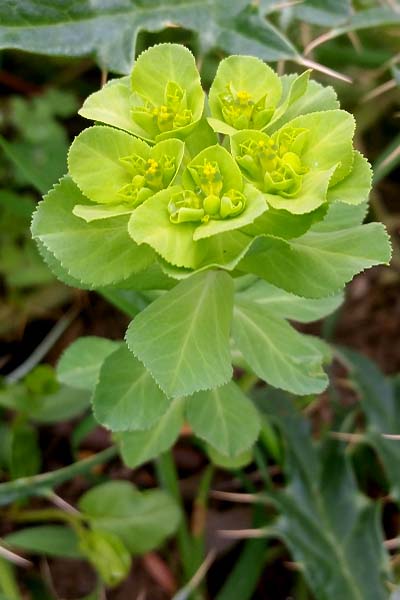 Euphorbe Réveil-matin